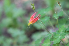 Aquilegia elegantula