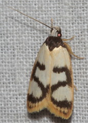 Eulechria sigmophora