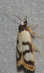 Eulechria sigmophora