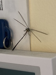 Lestes rectangularis
