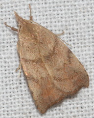 Tortricopsis euryphanella