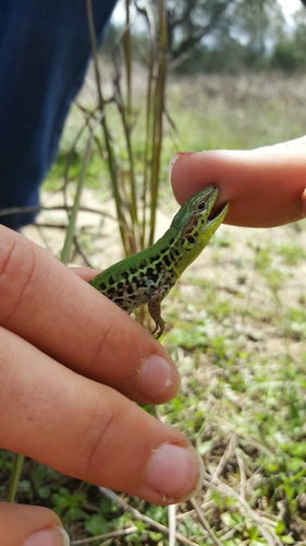 Ionian Wall Lizard