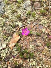 Phemeranthus calycinus