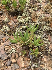 Phemeranthus calycinus
