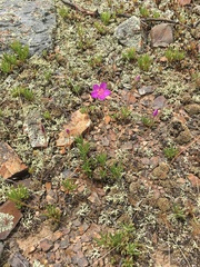 Phemeranthus calycinus