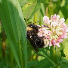 Bombus ashtoni