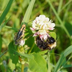 Bombus ashtoni