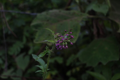 Erechtites valerianifolius