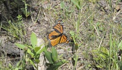 Danaus plexippus