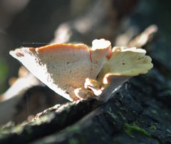 Bresadolia craterella