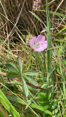 Sidalcea calycosa