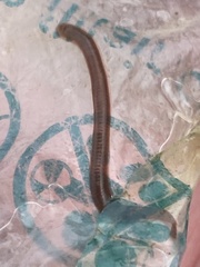 Erpobdellidae