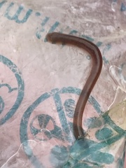 Erpobdellidae