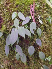 Peperomia distachyos