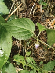 Lycianthes lysimachioides