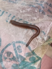 Erpobdellidae