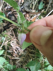 Lycianthes lysimachioides