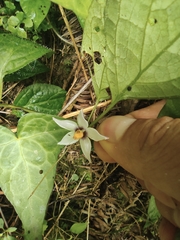 Lycianthes lysimachioides