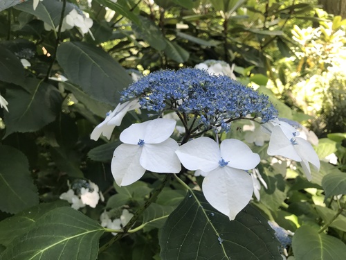 Hydrangea macrophylla
