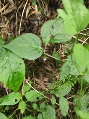 Lycianthes lysimachioides