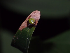 Araneus viridiventris