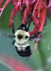 Bombus bimaculatus