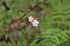 Chaetogastra ciliaris
