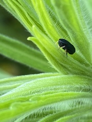 Limotettix anthracinus