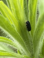 Limotettix anthracinus