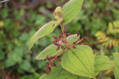 Miconia domociliata