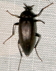 Capnochroa fuliginosa