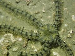 Macrophiothrix