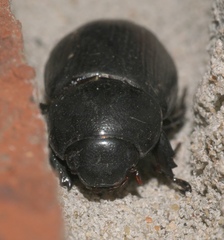 Dyscinetus morator