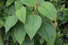 Miconia aeruginosa