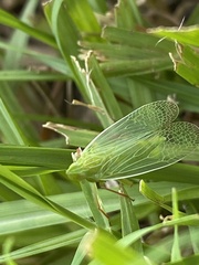 Rhynchomitra lingula