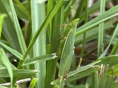 Rhynchomitra lingula