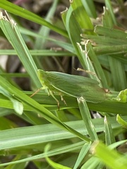 Rhynchomitra lingula