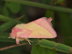 Hyparpax aurora