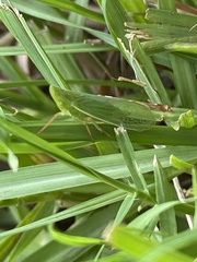 Rhynchomitra lingula