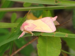 Hyparpax aurora