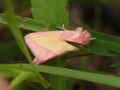 Hyparpax aurora