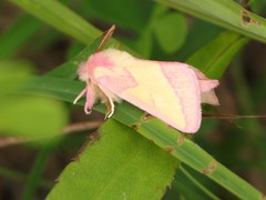 Hyparpax aurora
