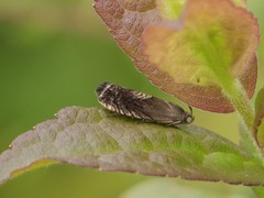 Grapholita tristrigana