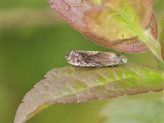Grapholita tristrigana