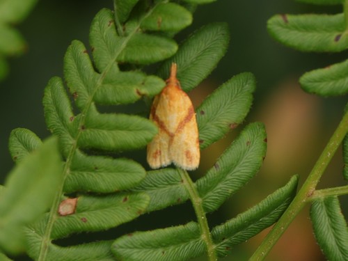 One-lined Sparganothis Moth photo 4