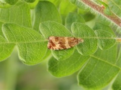 Olethreutes electrofuscum