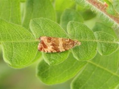 Olethreutes electrofuscum