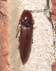 Dicrepidius palmatus