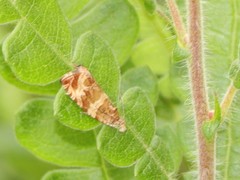 Olethreutes electrofuscum