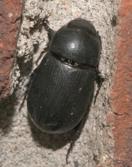 Dyscinetus morator